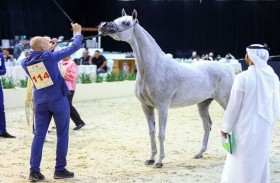 «آية المعود» أجمل الأفراس في فعاليات «الإمارات الوطنية» للخيول العربية