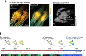 علماء يابانيون ينجحون في وقف  حركة الخلايا لتصويرها بدقة متناهية
