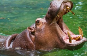 فرس نهر يبتلع طفلا ويلفظه حيا