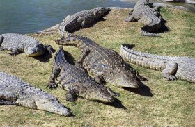 آلاف التماسيح تهدد زوار مهرجان ترفيهي شهير