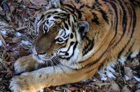 نمر يهاجم عارضة أزياء 