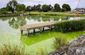 طحالب سامة تغزو أكبر بحيرات بريطانيا 