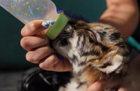 ولادة النمر الأندر بعد 20 عاما من المحاولة