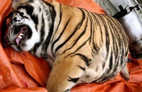 يواجه السجن بسبب معجون عظام النمر