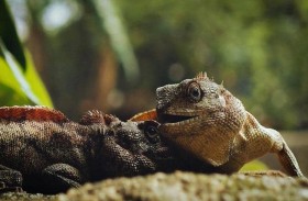 يحاول تهريب 200 سحلية