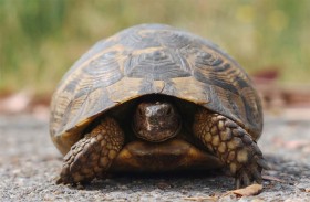 مصرع رجل حاول إنقاذ سلحفاة