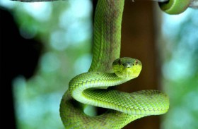 يثير الجدل بعلاج مرضاه بلدغات الأفاعي