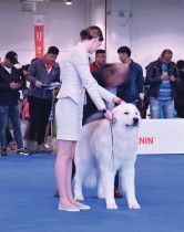 كلب يخضع للفحص خلال (معرض شنغهاي العالمي للكلاب) في شنغهاي (ا ف ب)