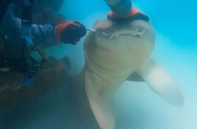 غواص ينقذ سمكة قرش عملاقة من موقف خطير