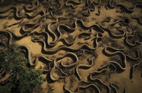 «جزيرة الثعابين» ترعب العالم بخطرها القاتل