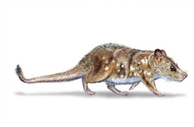 العثور على متحجرة حيوان من زمن الديناصورات 