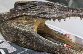 القبض على مسافر بسبب جمجمة تمساح