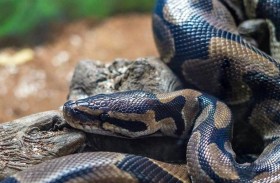 مقتل امرأة بهجوم ثعبان