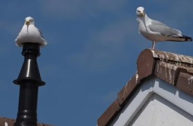 طيور النورس تحتل مدينة 