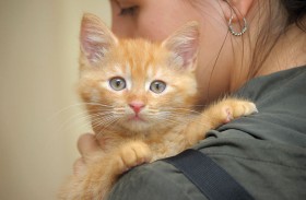 ريكسوس بريميوم جزيرة السعديات ينظّم يوماً خاصاً لتبنّي القطط 