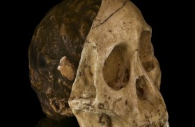 بلد أوروبي يكتشف أقدم شجرة عائلة في العالم