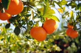 أفضل نباتات مثمرة يمكنك زراعتها في حديقة منزلك