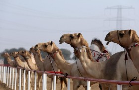 «مهرجان محمد بن زايد لسباقات الهجن» يفتح باب التسجيل والترصيص في المزاينة 