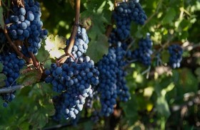 أمريكيون يستخدمون الصقور لحماية محصول العنب