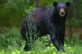 تحقيق وشكوى إثر قتل دب صغير 