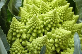 سر الشكل المذهل للبروكلي الرومانسكي