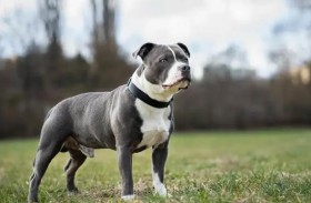 كلب «بيتبول» ينقذ أطفالًا من هجوم كوبرا