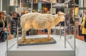 بـ 80 ألف دولار..شركة تستنسخ الحيوانات النافقة