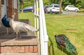 سرب من 40 طاووساً يثيرون فزع سكان مقاطعة بريطانية