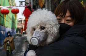 الحيوانات وكورونا.. دراسة حديثة توضح العلاقة