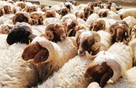 «الحمى القلاعية» يقلق أصحاب مزارع الأغنام 