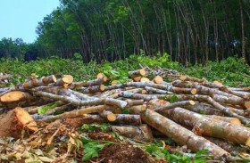 مساحات الغابات المقطوعة لزراعة المطاط أوسع بكثير من المتداول 