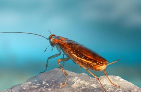 دراسة تكشف الموطن الأصلي لـ«الصراصير» الألمانية