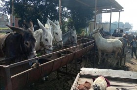 سوق الحمير .. البيع والشراء بعقود وخبراء تثمين