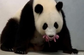 ولادة أول ديسم باندا من حمل طبيعي