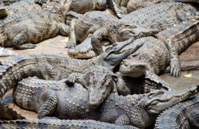 السلطات عاجزة عن إخراج حوت من وسط التماسيح