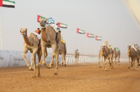 الجولة التمهيدية الثالثة تشهد 125 سباقًا لكل فئات الإبل العمرية