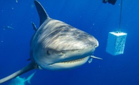 قُتل بهجوم من سمكة قرش