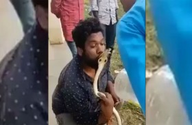 متهور حاول تقبيل كوبرا سامة