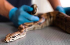 طُرد من عمله.. فعاد لهم بـ«ثعبان»