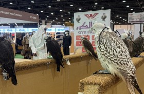 «أبوظبي للصيد والفروسية» يستقبل زواره بمنصات رقمية تراثية مبتكرة