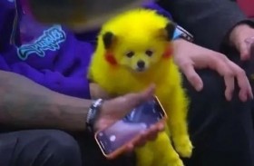 يصبغ كلبه بالأصفر هوساً بلعبة البوكيمون غو