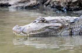 تركت ابنها لتلتهمه التماسيح وأعطت رضيعها الكوكايين