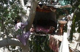 رجل يعيش على شجرة