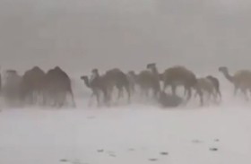 مشهد نادر لإبل تسير وسط الثلوج في السعودية