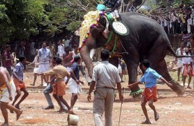 فيل هائج يهاجم حشداً في الهند