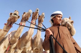 مسابقة «وصف الإبل» ضمن مهرجان الظفرة تباشر فرز وتقييم المشاركات