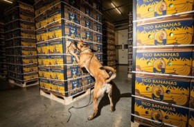 7,7 أطنان من الكوكايين داخل شحنة موز 