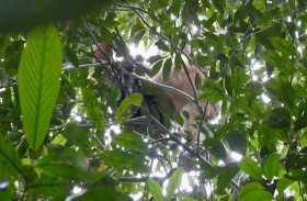 العثور على أنثى قرد نادرة