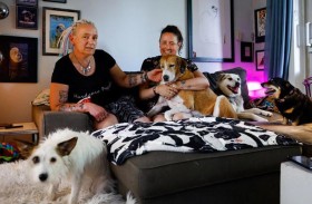 الكلاب الضالة في تركيا تجد مأوى بالخارج