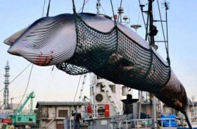 أيسلندا تعطي الضوء الأخضر لاستئناف صيد الحيتان 